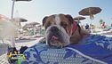 Viaggio con il cane nelle Marche