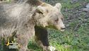 L'orso bruno marsicano