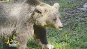 L'orso bruno marsicano