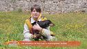 Un animale che ti piacerebbe avere