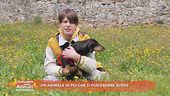 Un animale che ti piacerebbe avere