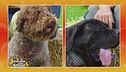 Mastiff vs. Lagotto romagnolo