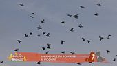 Un animale da scoprire: il piccione