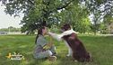 I snack per i cani