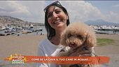 Come se la cava  il tuo cane in acqua?
