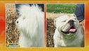 Bulldog inglese vs Coton de Tuléar