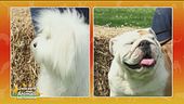 Bulldog inglese vs Coton de Tuléar