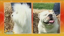 Bulldog inglese vs Coton de Tuléar