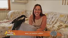 Max, la gazza ladra
