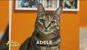 Si è smarrita Adele