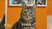 Si è smarrita Adele