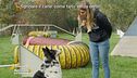 Sgridare il cane: come farlo senza errori
