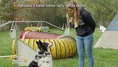Sgridare il cane: come farlo senza errori