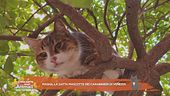 Masha, la gatta mascotte dei carabinieri di Venezia