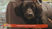 L'importanza della toelettatura