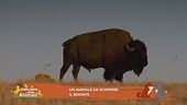 Un animale da scoprire: il bisonte