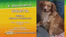 E' stata smarrita Violetta