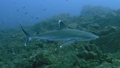 Ep. 5 - Alla ricerca degli squali