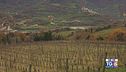 Gusto di Vino: la vernaccia nera di Serrapetrona