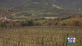 Gusto di Vino: la vernaccia nera di Serrapetrona