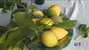 Proteggiamo i limoni, eccellenza italiana