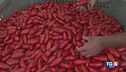 Il pomodoro San Marzano