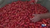 Il pomodoro San Marzano