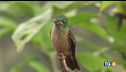 Nelle Galapagos strage di uccelli