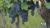 Gusto DiVino: sarà un ottima annata