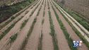 Gusto diVino: La vigna mischiata