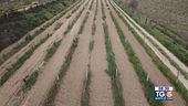 Gusto diVino: La vigna mischiata