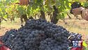 Gusto di Vino: vitigno di Barbera