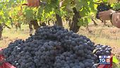Gusto di Vino: vitigno di Barbera