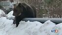 Addio all'orso Carrito il più amato d'Abruzzo