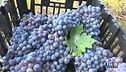 Il vino italiano "vola", tra gli autoctoni migliori c'è il Primitivo di Manduria