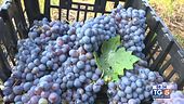 Il vino italiano "vola", tra gli autoctoni migliori c'è il Primitivo di Manduria
