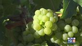 Gusto Di Vino: Il Verdicchio