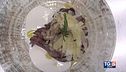 Tagliata su fonduta al formaggio Grün Alpe, con scaglie di stravecchio Grün Alpe e funghi porcini