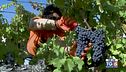 Gusto DiVino: La vendemmia in Umbria