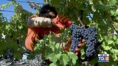 Gusto DiVino: La vendemmia in Umbria