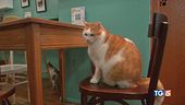 La giornata dei gatti