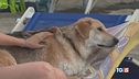 Violenze su animali Ora pene più severe
