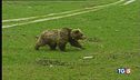 Attaccato dall'orso "Salvo per miracolo"