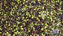 Gusto di Vino: la raccolta delle olive