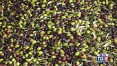 Gusto di Vino: la raccolta delle olive