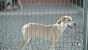 Un cane è un impegno non solo un regalo