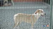 Un cane è un impegno non solo un regalo