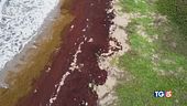 Tra alghe spaventose e Amazzonia in fiamme
