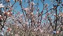 Boom di primizie e fiori di pesco