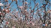 Boom di primizie e fiori di pesco